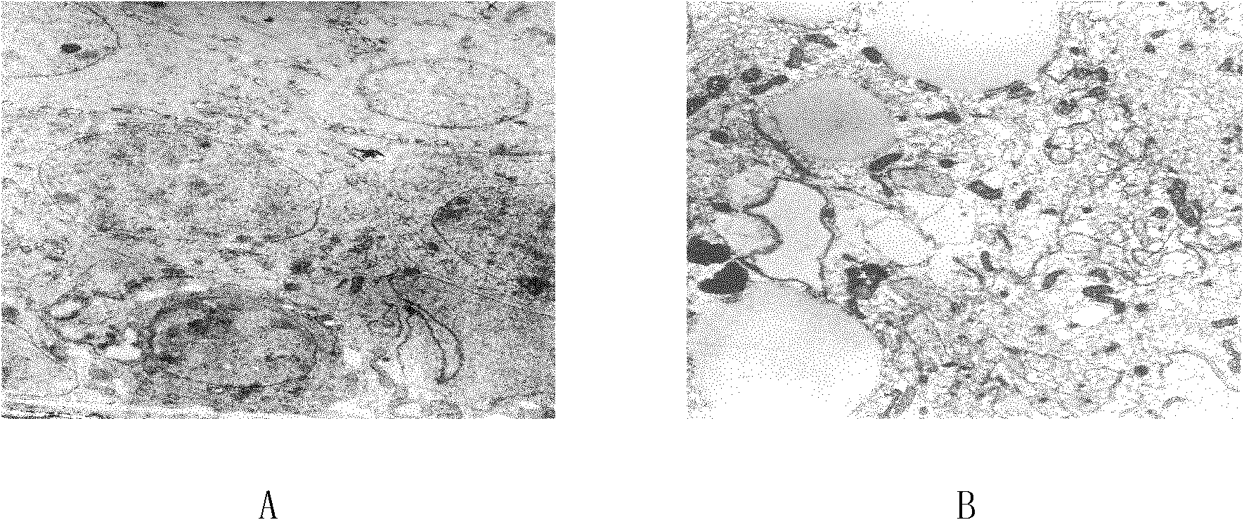 Medicament for preventing and controlling damage of male reproduction by electromagnetic radiation and preparation method thereof