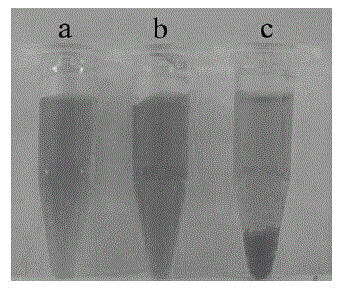 Novel nano-drug with tumor treatment action and preparation method