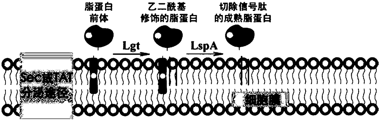 Recombinant lactococcus lactis yielding nisin highly and construction method