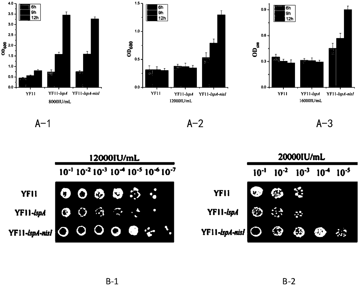 Recombinant lactococcus lactis yielding nisin highly and construction method