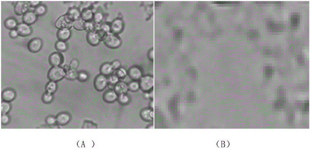 Yeast water and preparation method as well as application thereof to cosmetics