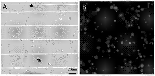 Testicle cryopreservation agent for marine fishes and preparation method of spermatogonium