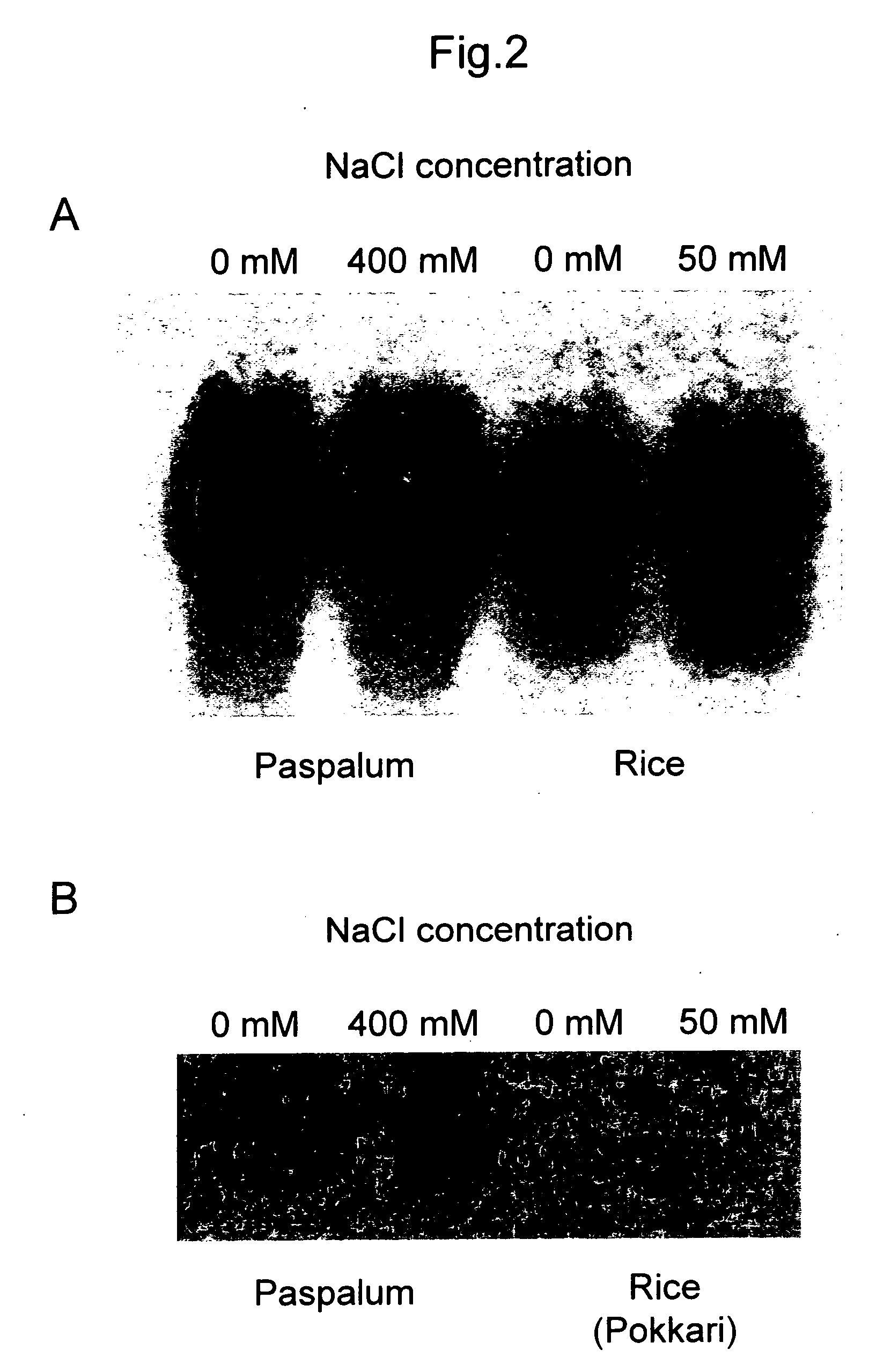 Gene capable of imparting salt stress resistance