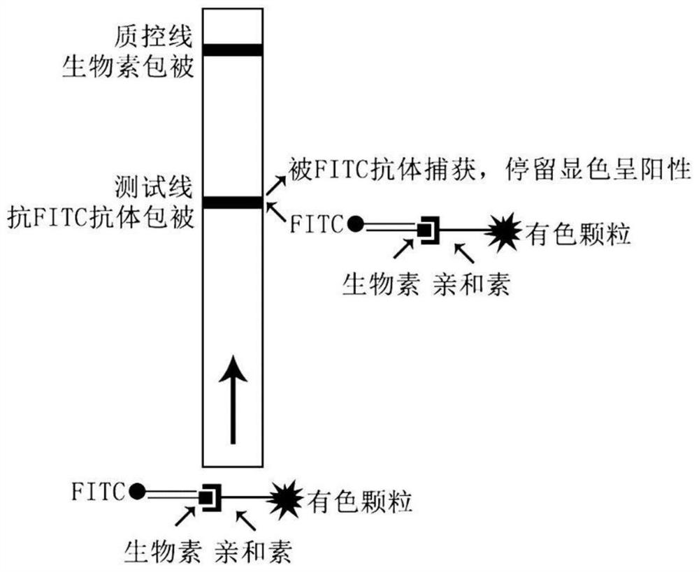 Nucleic acid sequence, kit and method used for isothermal amplification detection of yersinia pestis and application