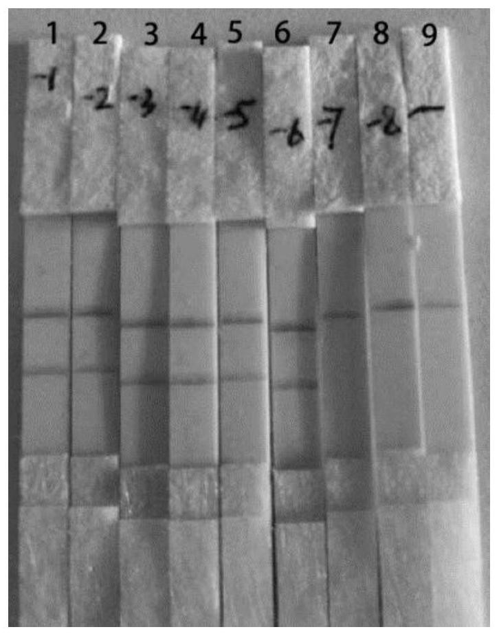 Nucleic acid sequence, kit and method used for isothermal amplification detection of yersinia pestis and application