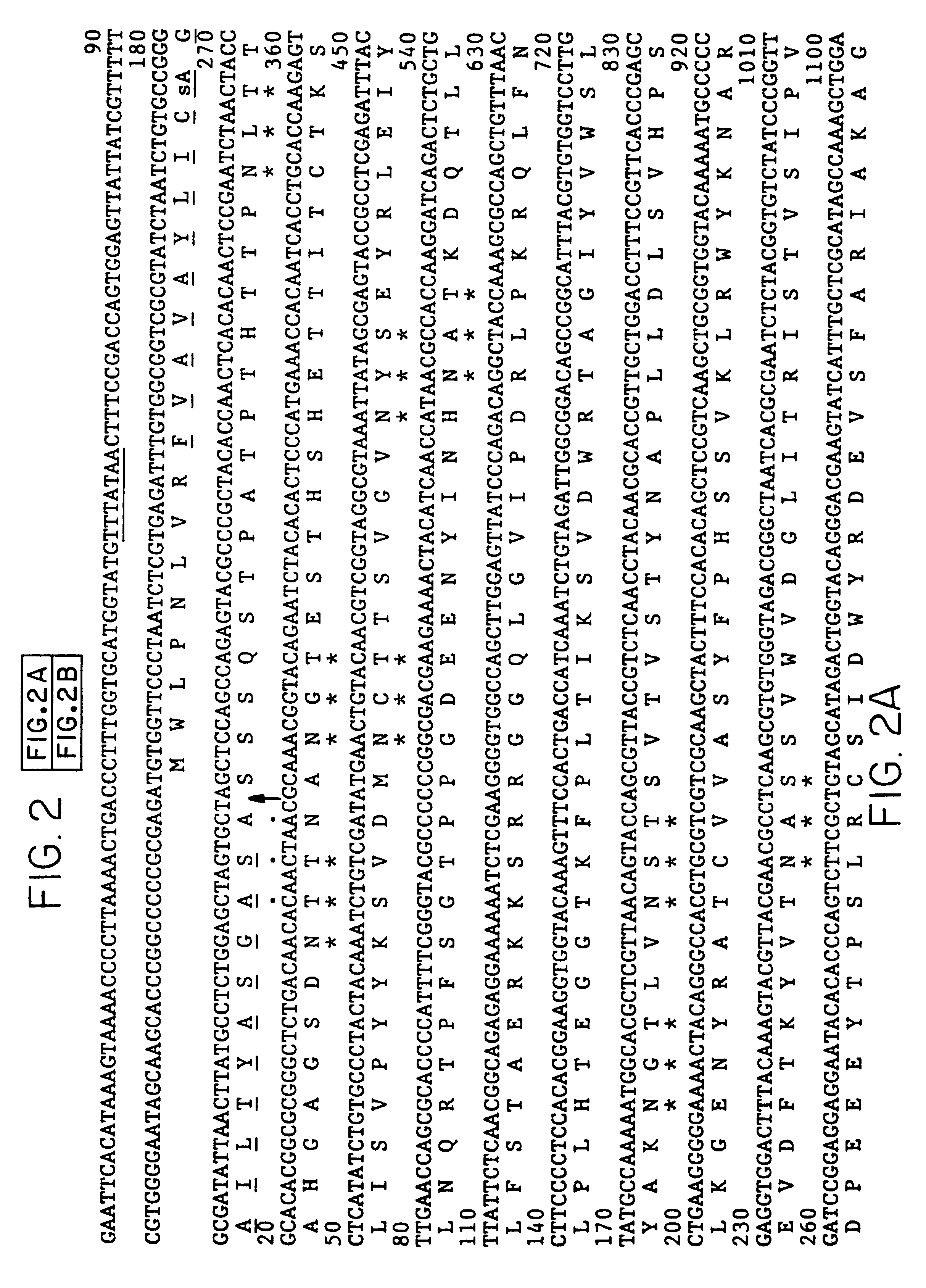 Avipox virus containing DNA sequences encoding herpesvirus glycoproteins