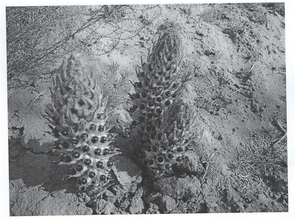 Planting method of cistanche deserticola