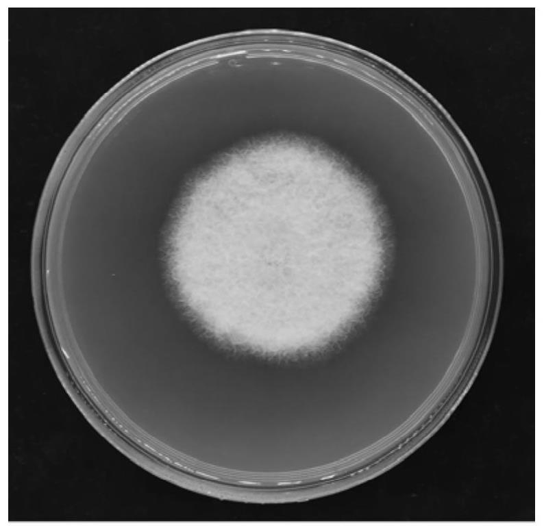 Streptomyces toxytricini BFS-1 and application thereof