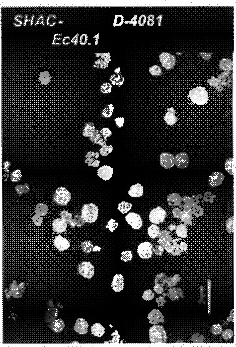 Antifoulant for Impact Copolymers and Method