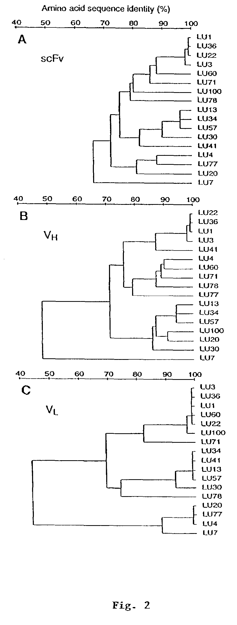 Antibodies for cancer therapy and diagnosis