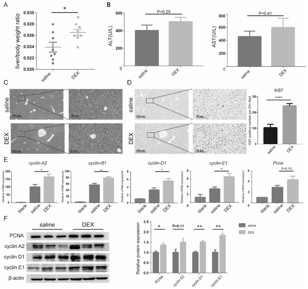 Application of dexmedetomidine in promoting liver regeneration