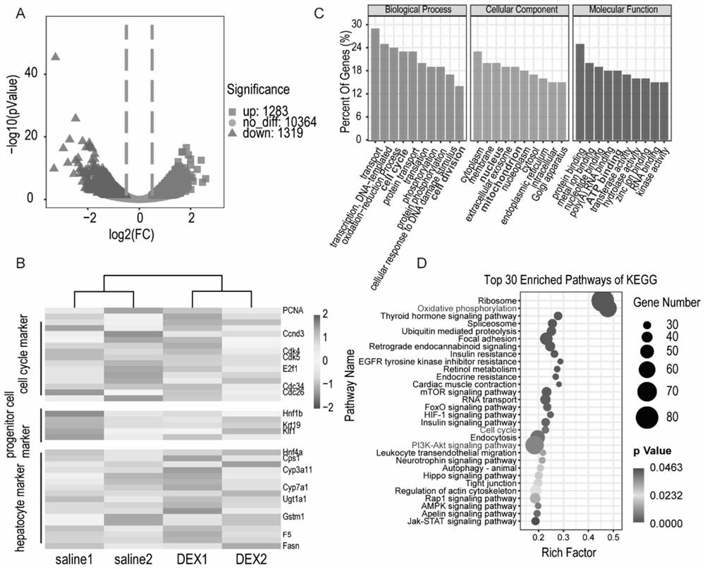 Application of dexmedetomidine in promoting liver regeneration