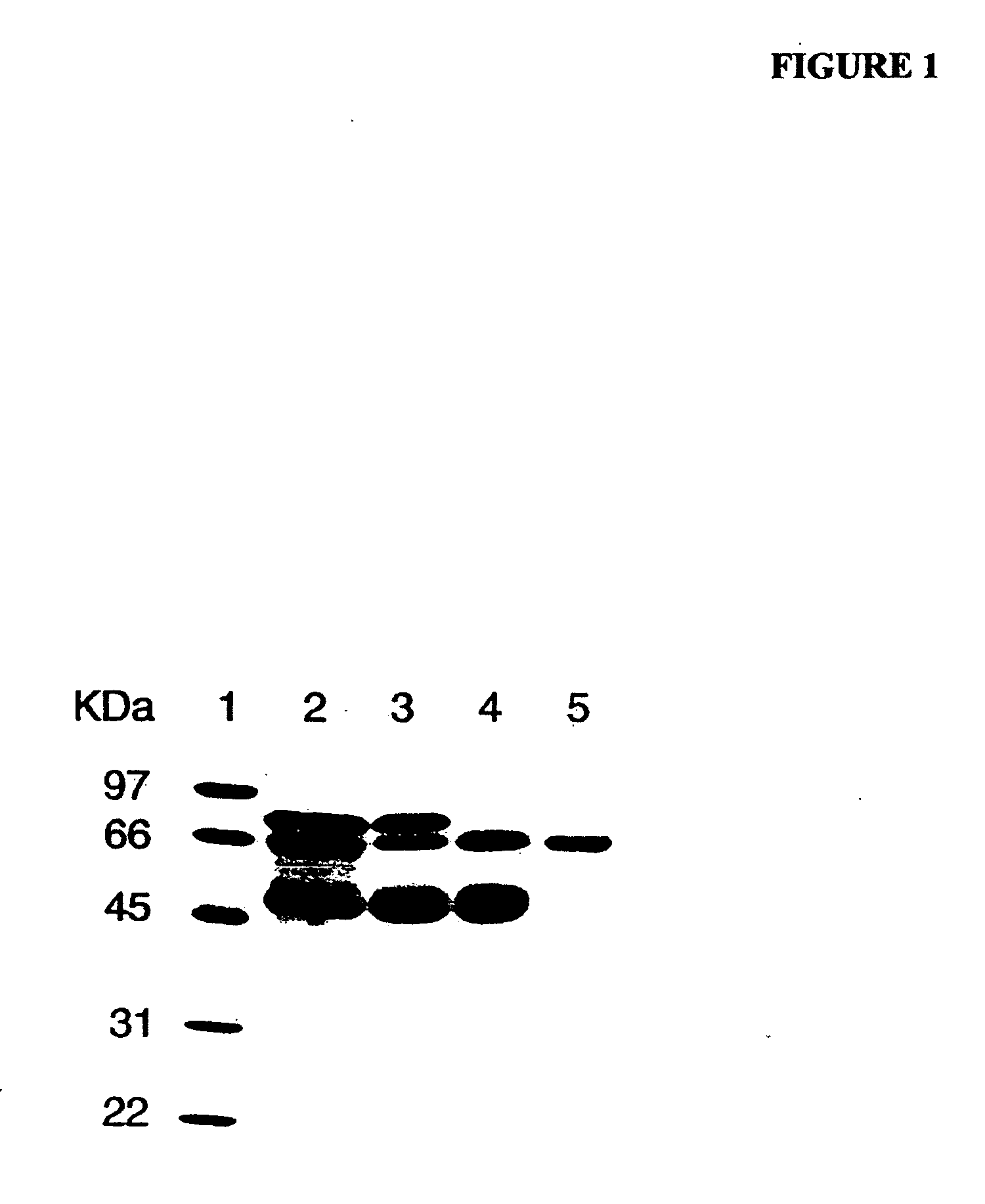 Protein compositions for promoting wound healing and skin regeneration