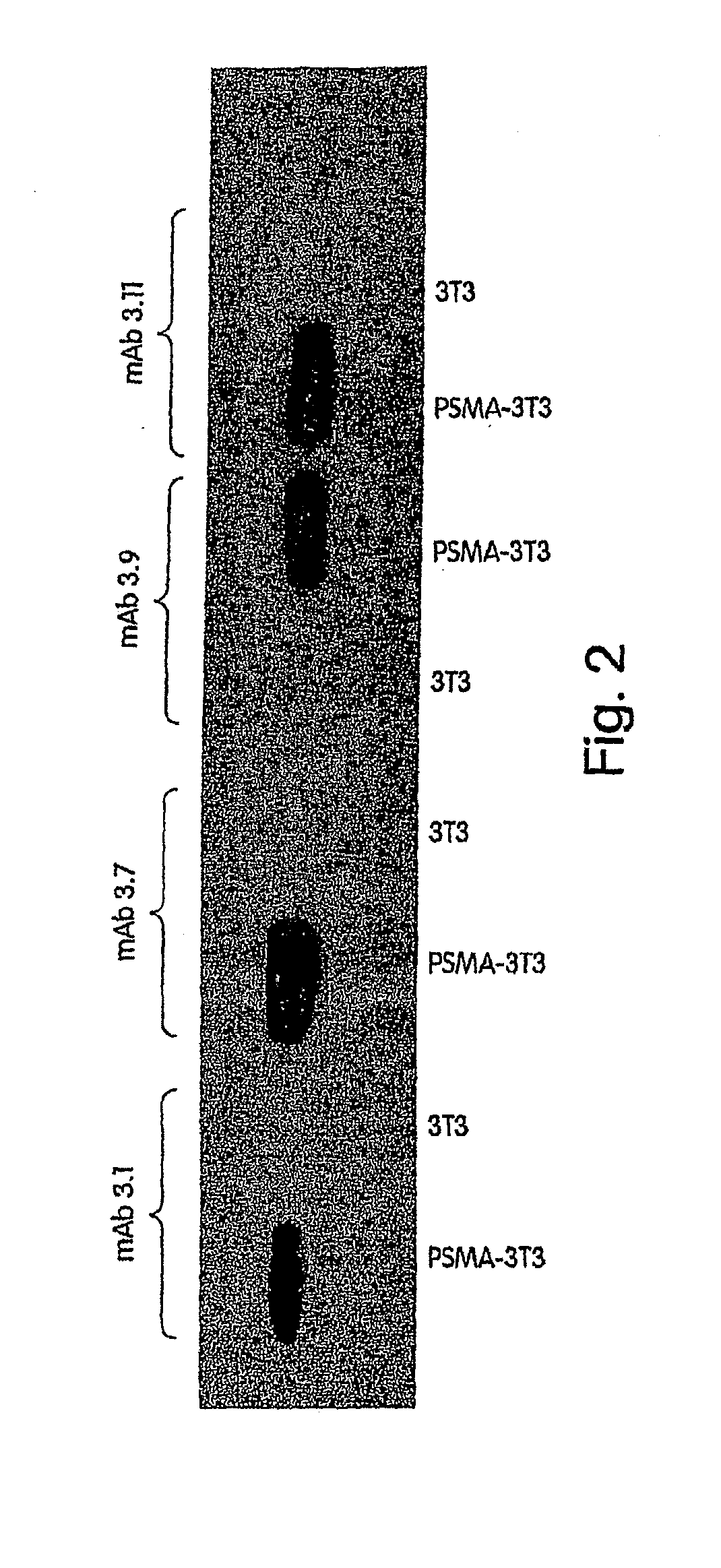 Psma antibodies and uses thereof