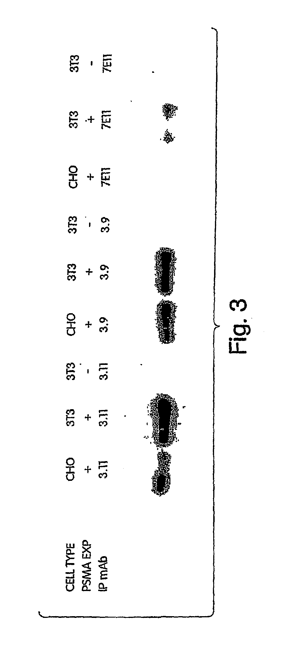 Psma antibodies and uses thereof