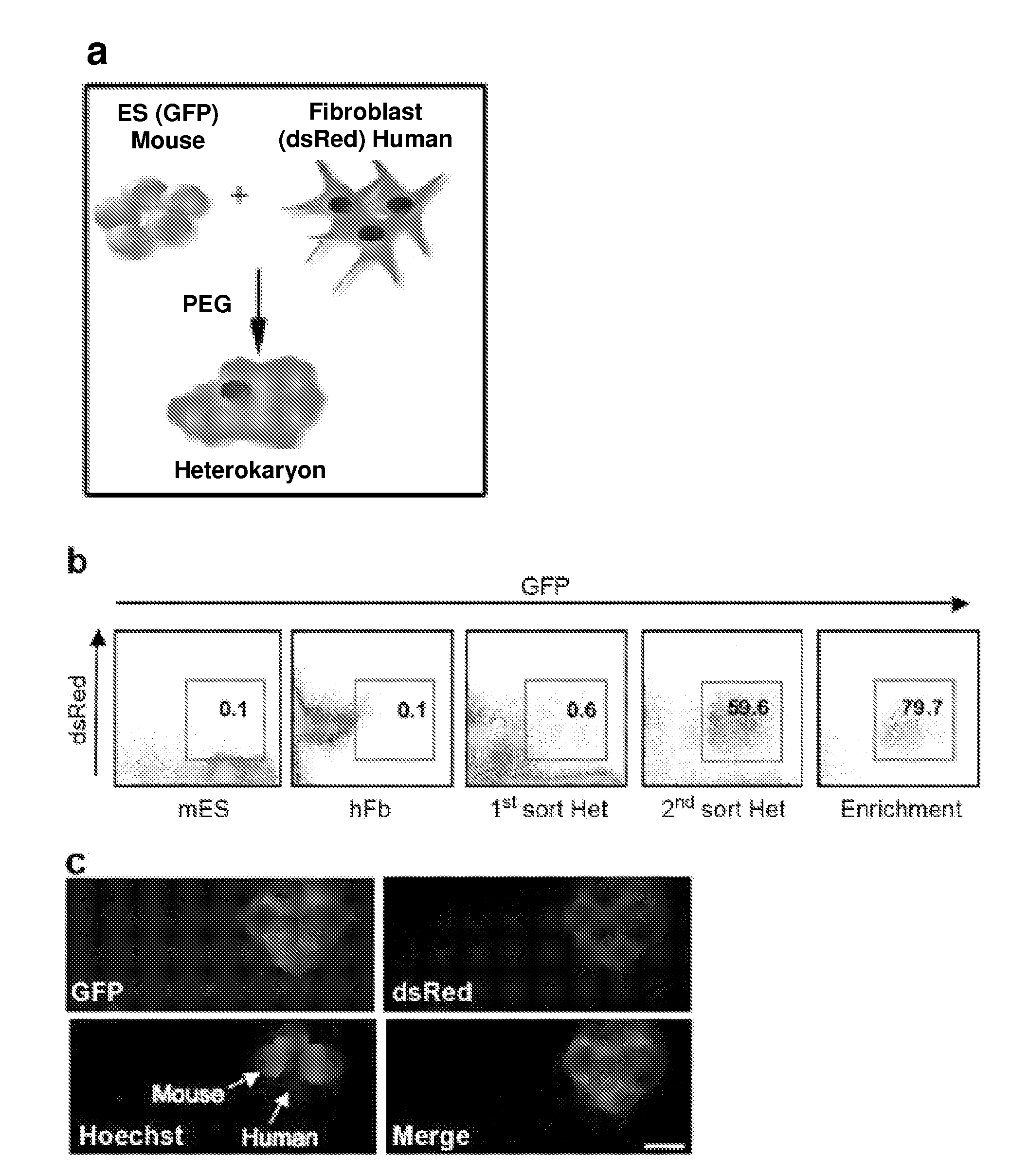 Use of Cytidine Deaminase-Related Agents to Promote Demethylation and Cell Reprogramming