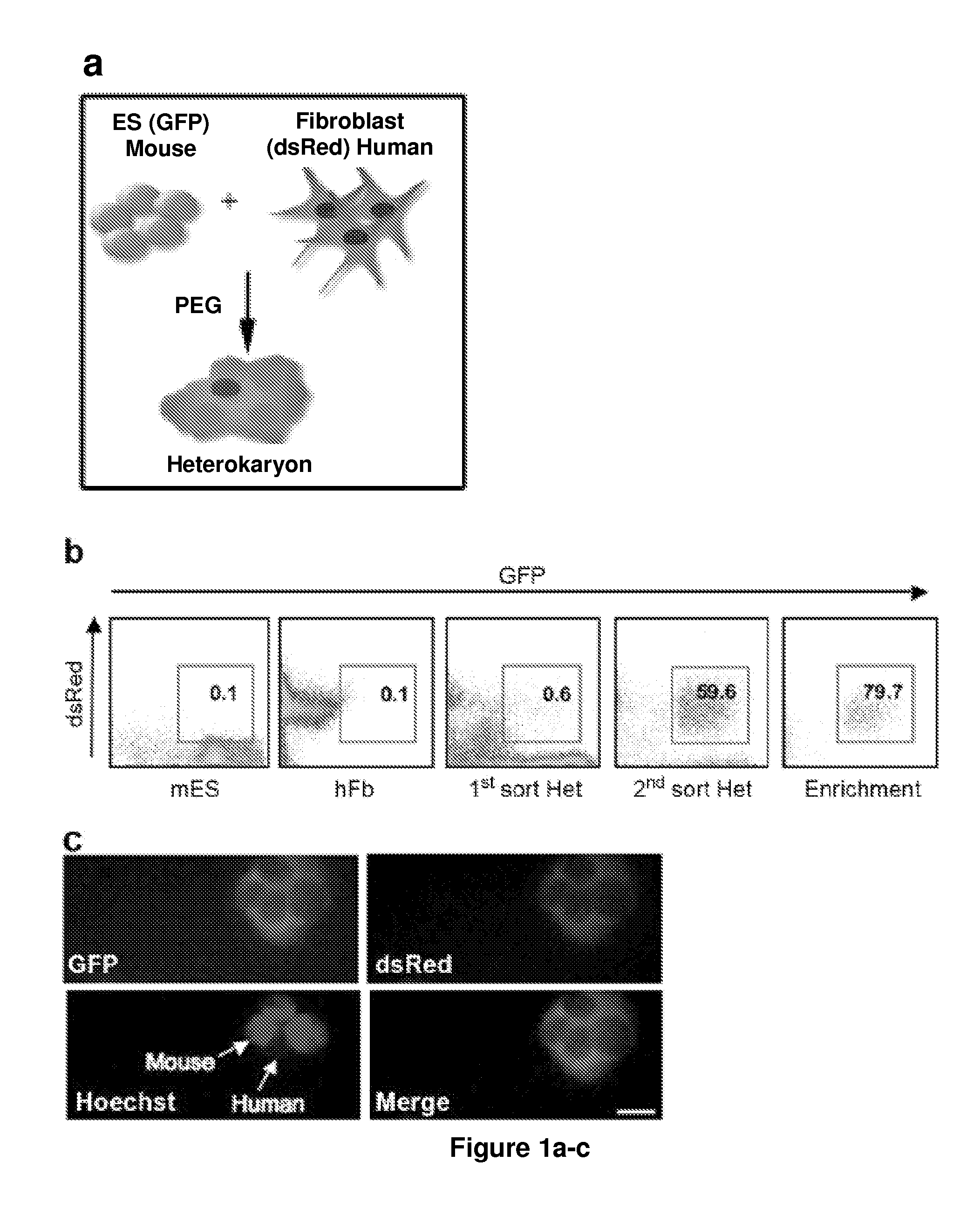 Use of Cytidine Deaminase-Related Agents to Promote Demethylation and Cell Reprogramming