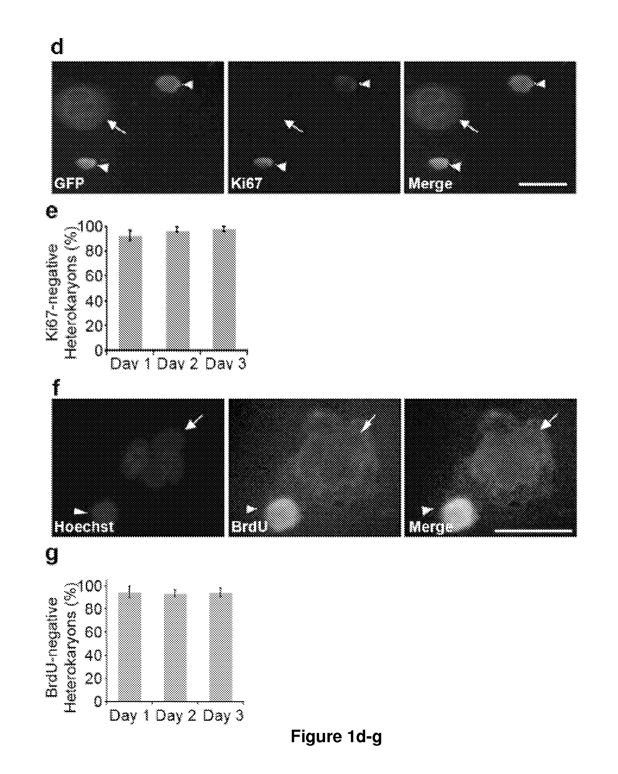 Use of Cytidine Deaminase-Related Agents to Promote Demethylation and Cell Reprogramming