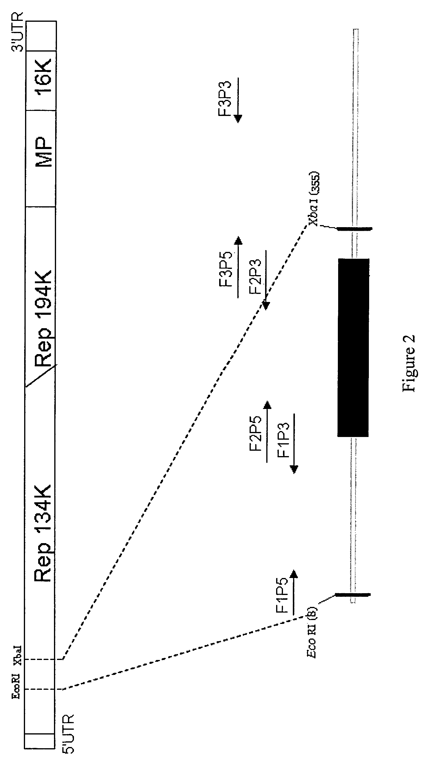 Virus induced gene silencing (VIGS) for functional analysis of genes in cotton