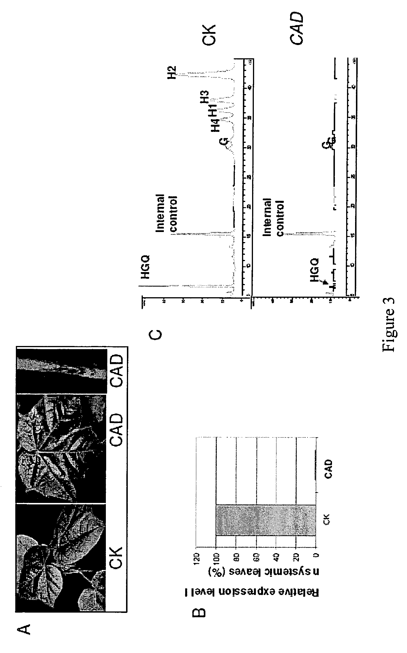 Virus induced gene silencing (VIGS) for functional analysis of genes in cotton