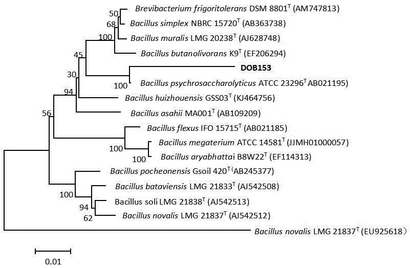 Desert oligotrophic bacterium DOB153 and application thereof to sand stabilization