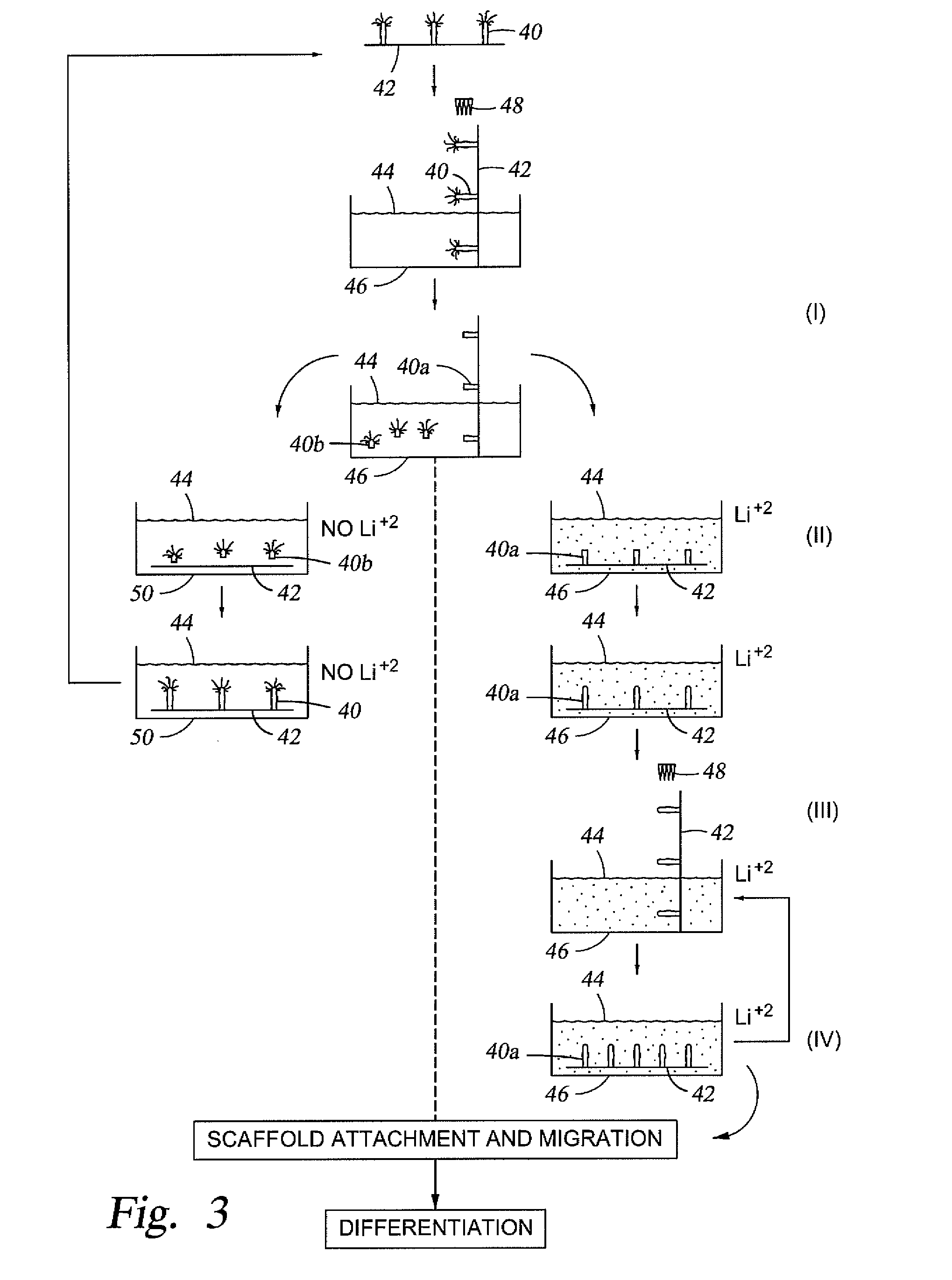 Stem cell enhanced protein products and uses therof