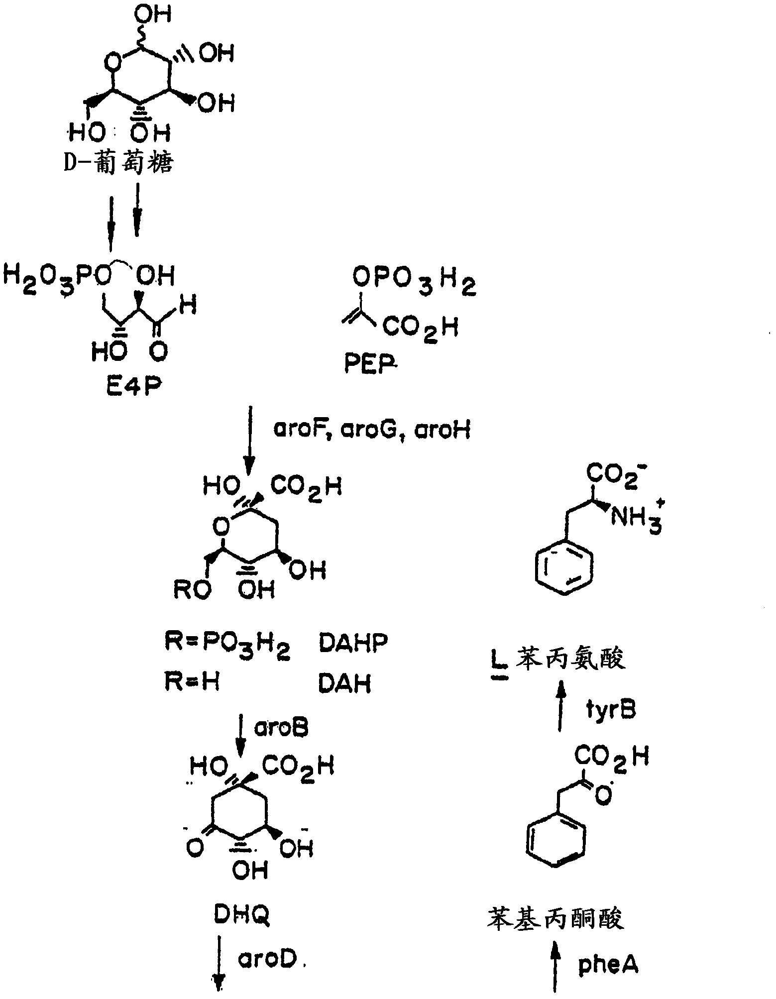 Methods for producing dodecanedioic acid and derivatives thereof