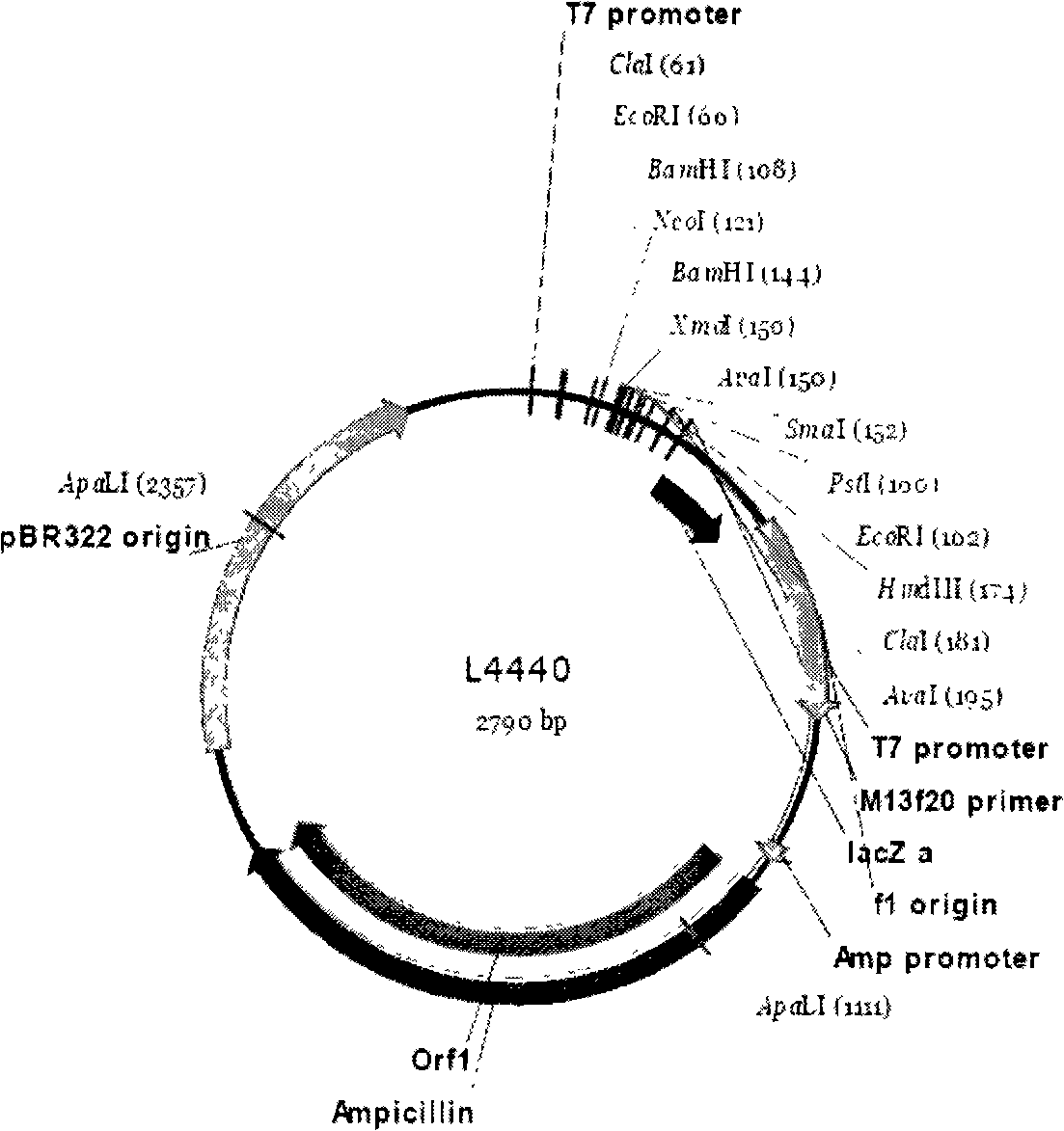 Method for feeding dsRNA restraint insect gene expression