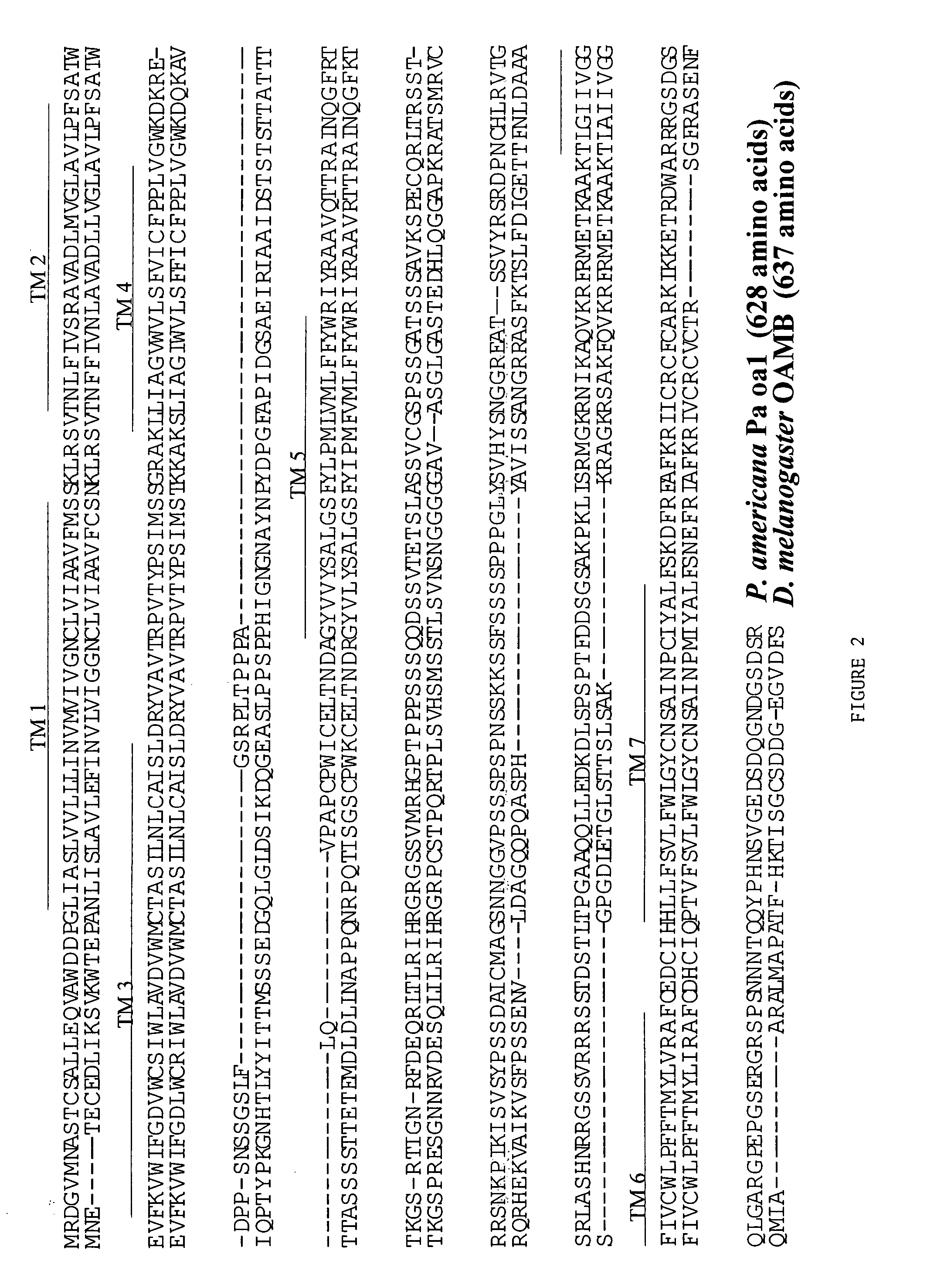 Compositions and methods for controlling insects related to the octopamine receptor