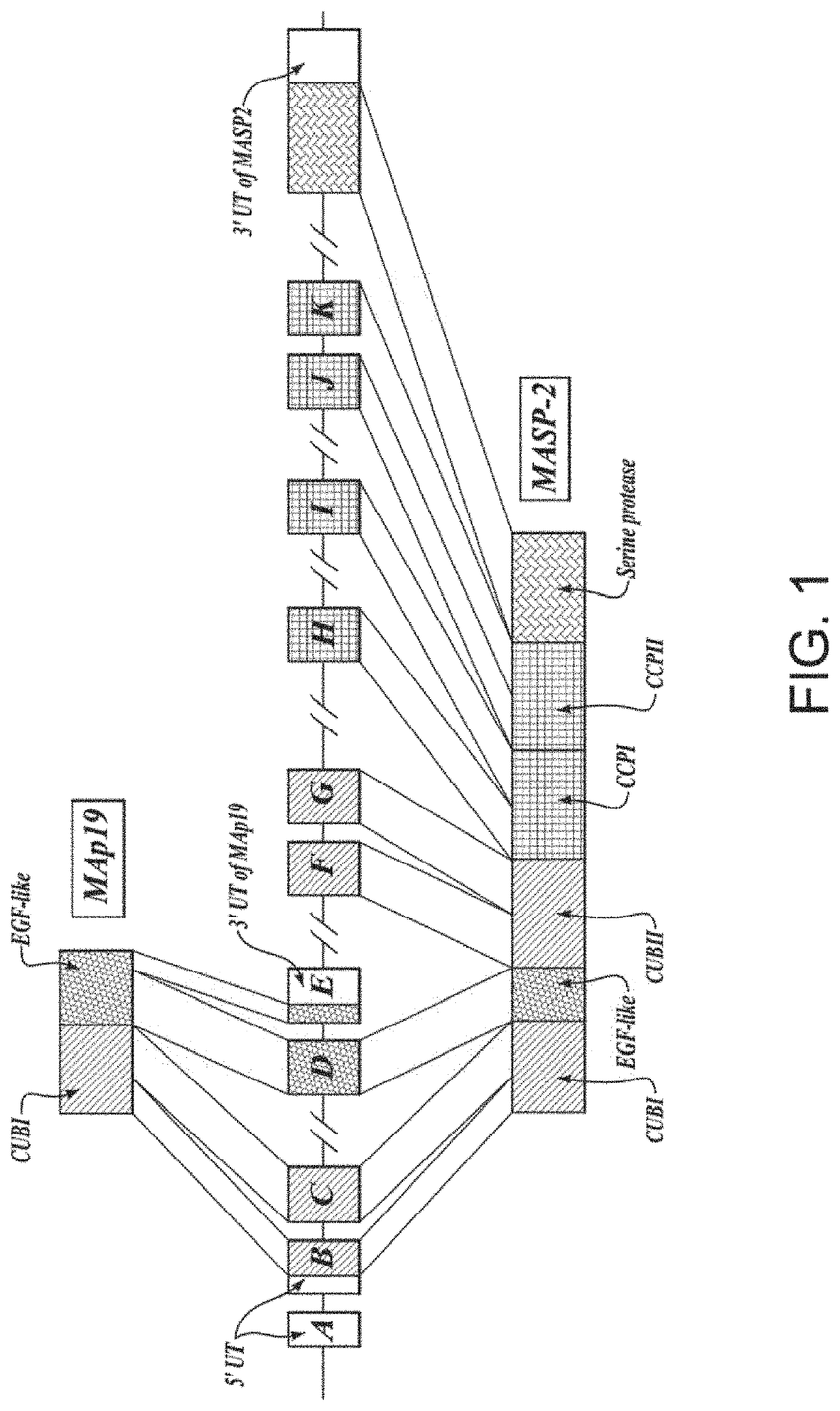 Biomarker for assessing the risk of developing acute covid-19 and post-acute covid-19