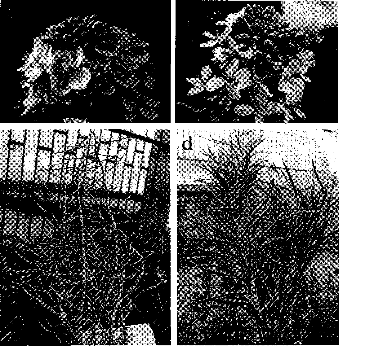 Method for assist-breeding low erucic acid, low sulfuric glucoside cabbage type rape self-incompatible line with microspore cultivation and SSR making