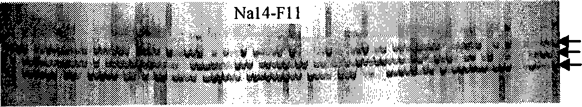 Method for assist-breeding low erucic acid, low sulfuric glucoside cabbage type rape self-incompatible line with microspore cultivation and SSR making