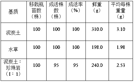 Industrialized cultivation method of anoectochilus roxburghii