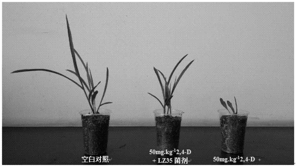 A kind of degrading bacterial strain of herbicide 2,4-d and inoculum and application thereof