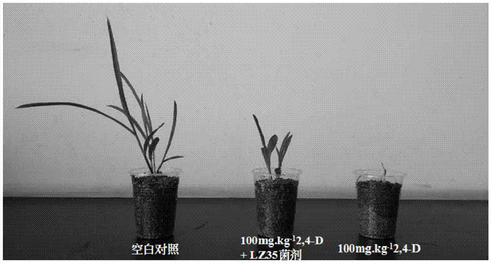 A kind of degrading bacterial strain of herbicide 2,4-d and inoculum and application thereof