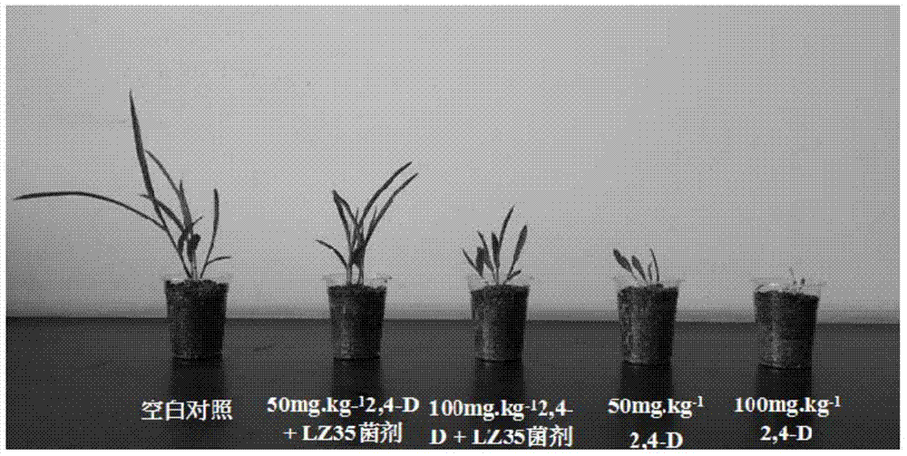 A kind of degrading bacterial strain of herbicide 2,4-d and inoculum and application thereof