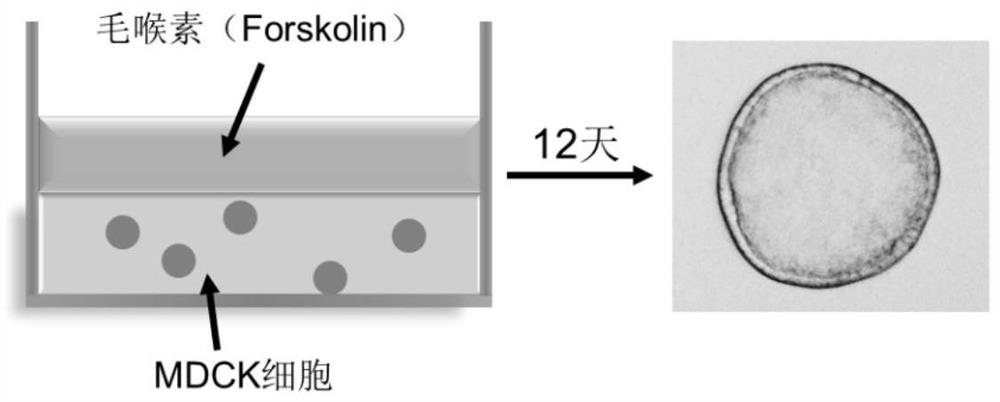 Application of 1-indanone in preparation of medicine for treating or preventing autosomal dominant polycystic kidney disease