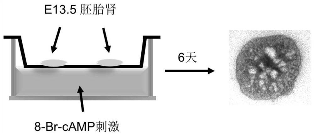 Application of 1-indanone in preparation of medicine for treating or preventing autosomal dominant polycystic kidney disease