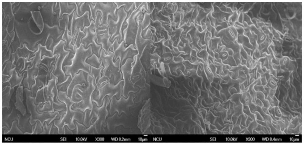 Preparation method and application of tobacco shreds special for heating cigarettes