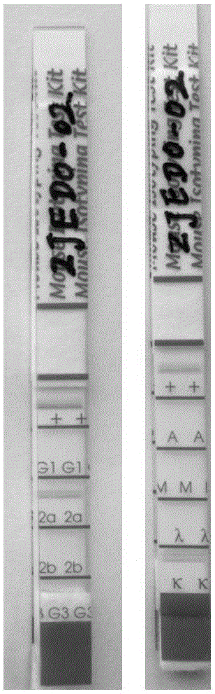 Hybridoma cell strain ZJED0-02, anti-Ebola virus GP (glycoprotein) monoclonal antibody and their preparation and application