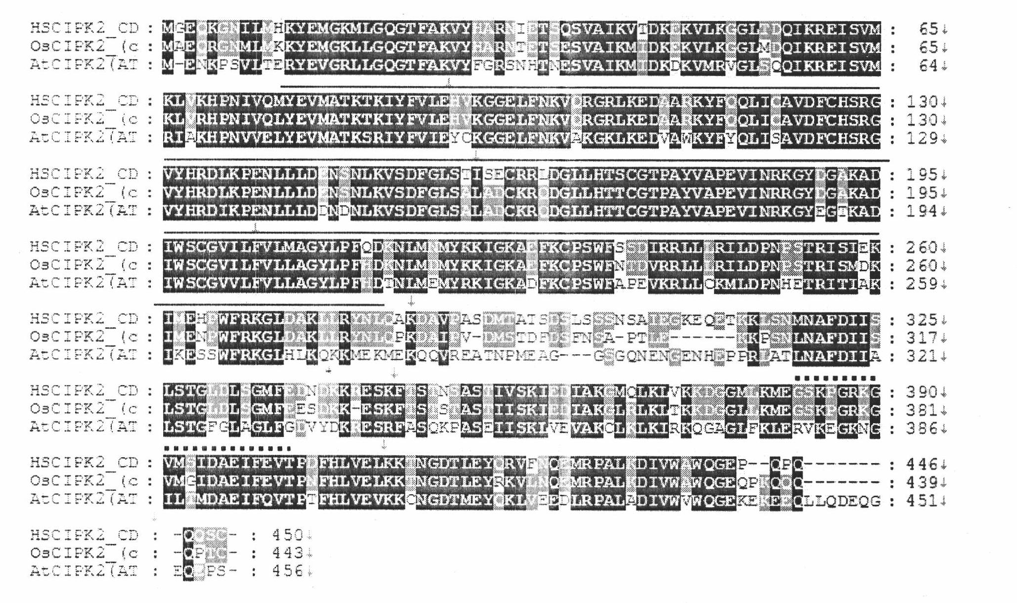 HsCIPK2 gene of Hordeum spontoneum C. Koch on Tibetan Plateau