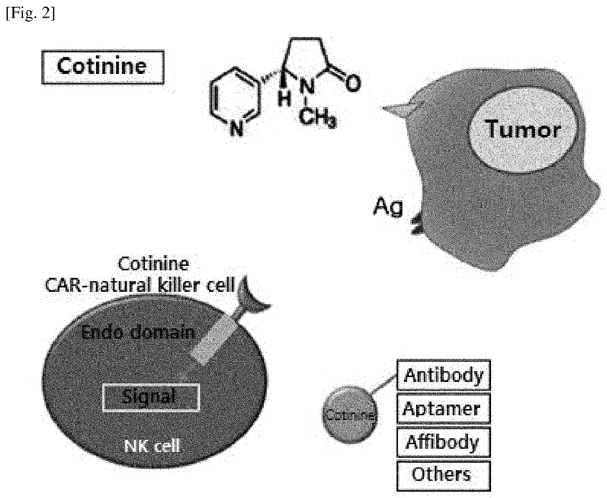 Natural killer cell expressing Anti-cotinine chimeric antigen receptor