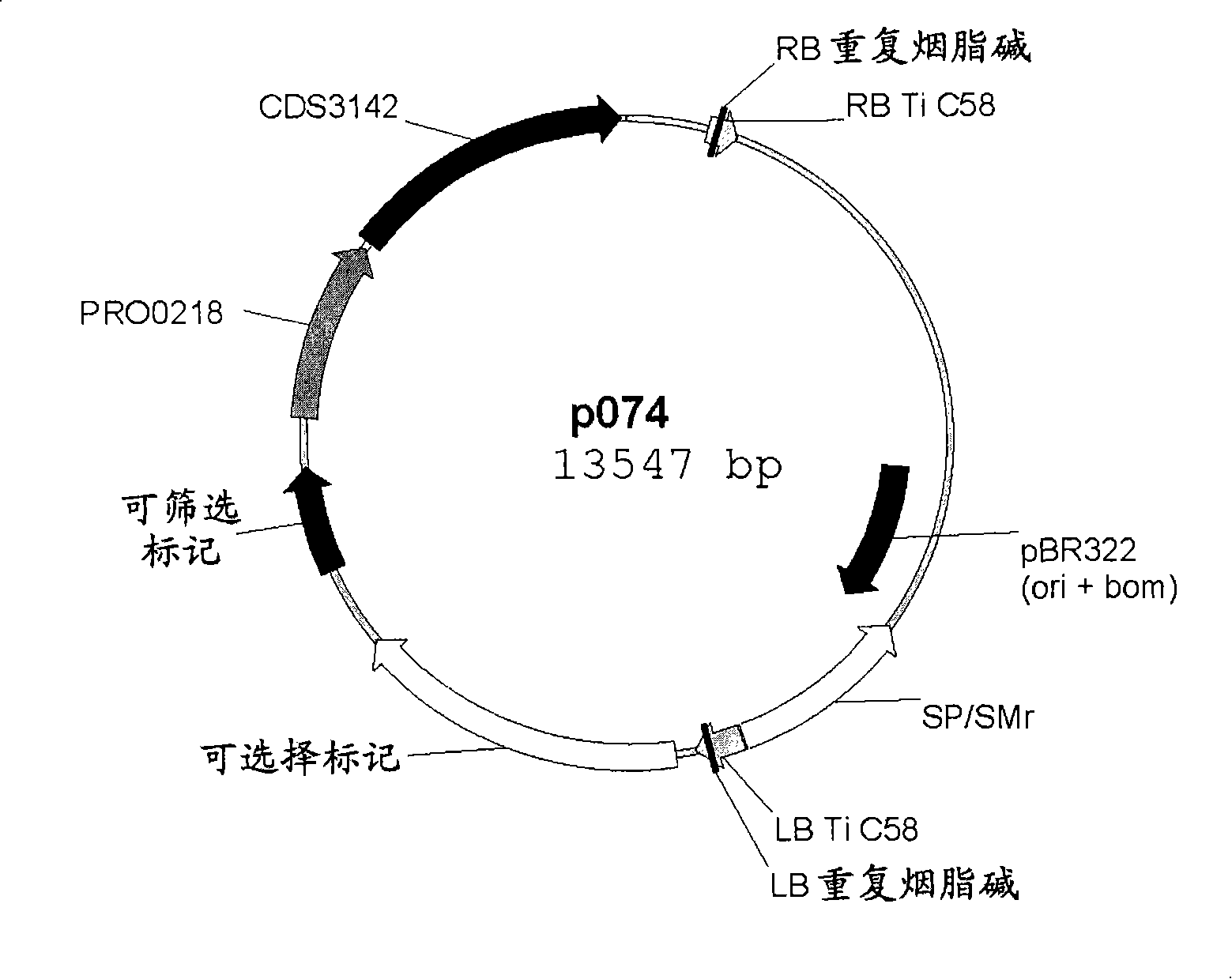 Plants having improved growth characteristics and method for making the same