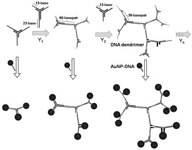 Golden nanoparticle controllably assembled with DNA dendrites and preparation method and application thereof