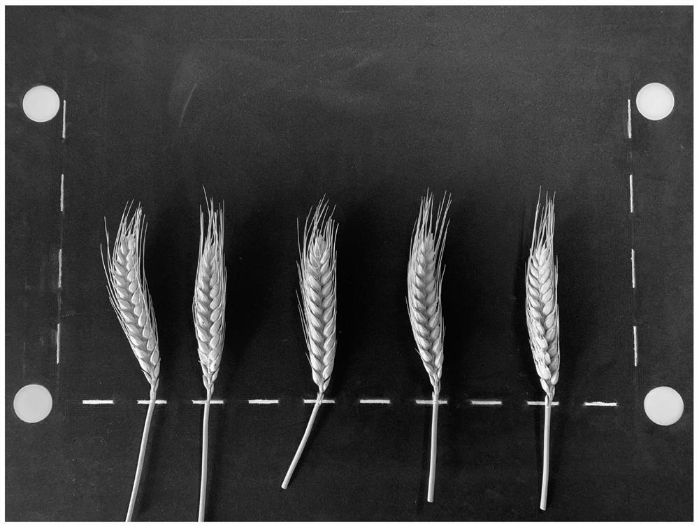 Method for measuring ear length and ear number of multiple wheat plants based on image processing