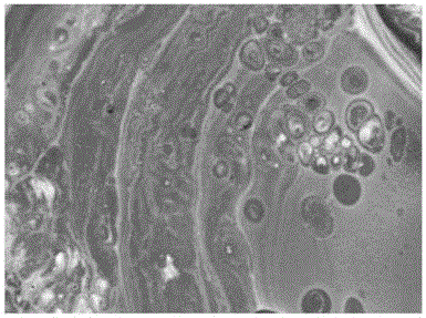 Marbled glass ceramics directly employing fusion blast furnace slag and preparation method of marbled glass ceramics