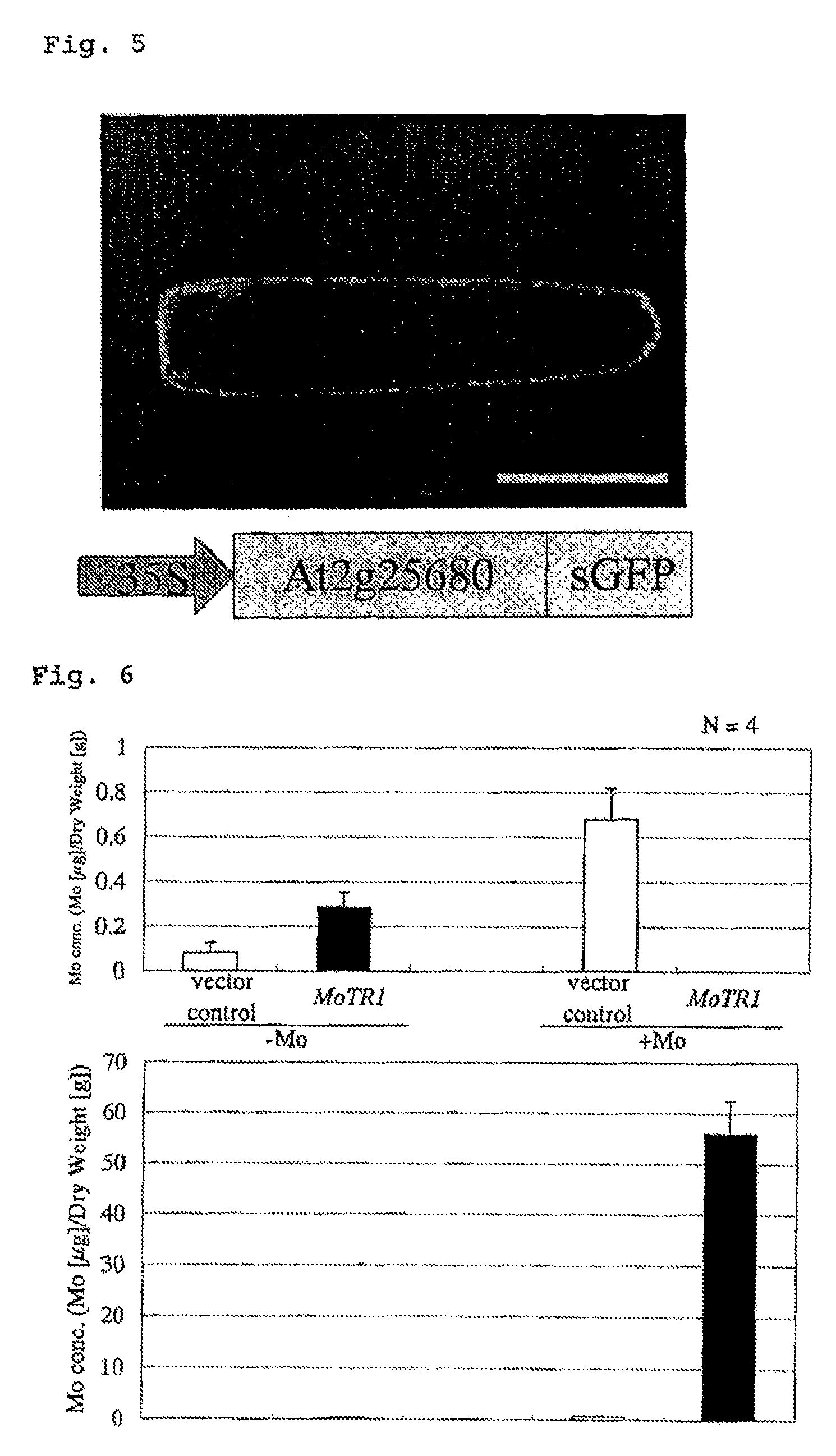 Molybdenum transporter gene and use thereof