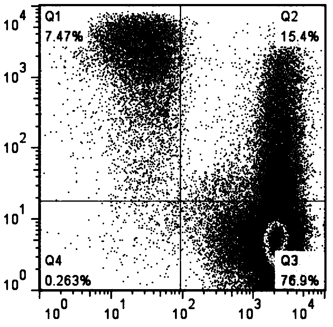 Preparation method of dendritic cells and application thereof