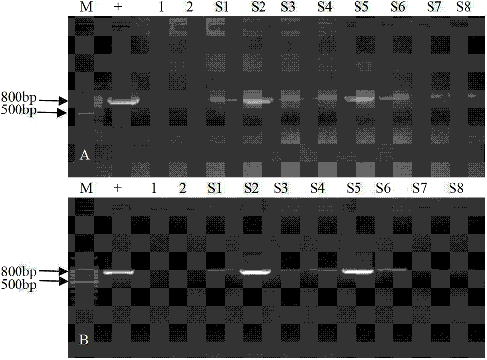 Construction method of plant dual-gene co-expression vector