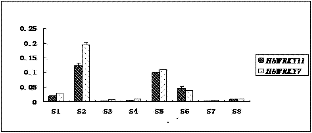 Construction method of plant dual-gene co-expression vector